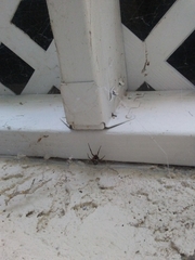 Steatoda nobilis