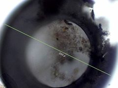 Galeripora megastoma