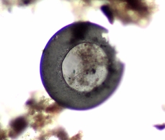 Galeripora megastoma