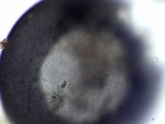 Galeripora megastoma