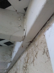 Steatoda nobilis