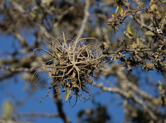 Tillandsia streptocarpa