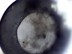 Galeripora megastoma