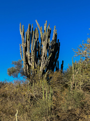 Neoraimondia herzogiana