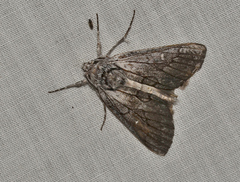 Cerura melanoglypta