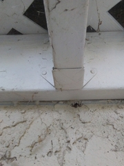 Steatoda nobilis