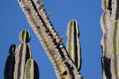 Neoraimondia herzogiana