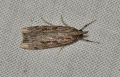 Scoparia plagiotis