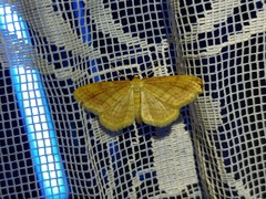 Idaea rufaria