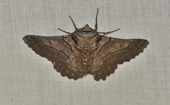 Hypobapta percomptaria