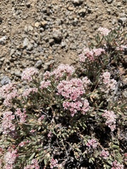 Eriogonum microtheca var. alpinum