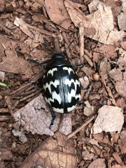 Leptinotarsa lacerata