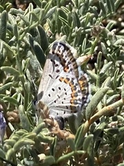 Plebejus fridayi