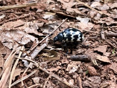 Leptinotarsa lacerata