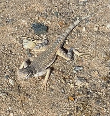 Callisaurus draconoides