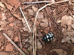 Leptinotarsa lacerata