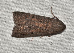 Paralaea chionopasta