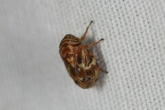 Clastoptera arborina