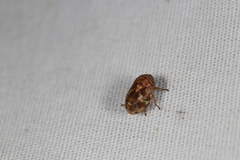 Clastoptera arborina