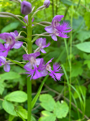 Platanthera grandiflora