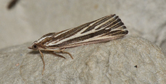 Rhynchopsota delogramma