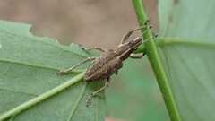 Charagmus gressorius