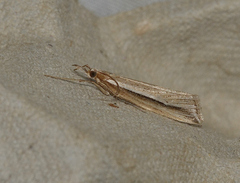 Hednota acontophora