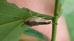 Charagmus gressorius