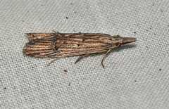 Carposina leptoneura