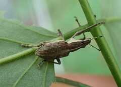 Charagmus gressorius