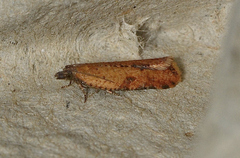 Constrictana constrictana