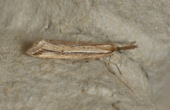 Hednota acontophora