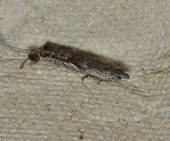 Holocola hypomolybda