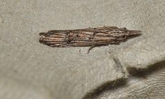 Carposina leptoneura