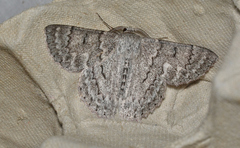 Crypsiphona tasmanica