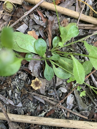 Samolus parviflorus (Samolus parviflorus)