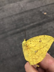 Phoebis neocypris virgo