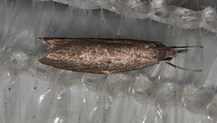 Prepalla tephrina