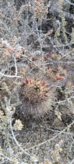 Mammillaria hutchisoniana