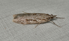 Scoparia plagiotis