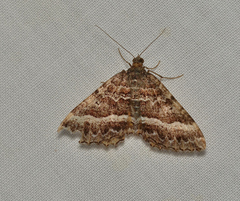 Chrysolarentia vicissata