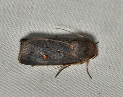 Proteuxoa microspila