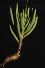 Phemeranthus calcaricus