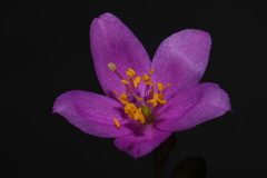 Phemeranthus calcaricus