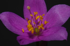 Phemeranthus calcaricus