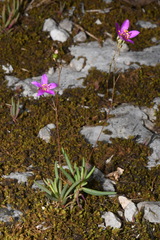 Phemeranthus calcaricus