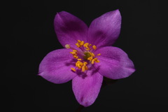 Phemeranthus calcaricus