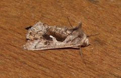 Chrysodeixis subsidens