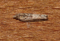 Spilonota constrictana