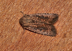 Dasygaster ligniplena